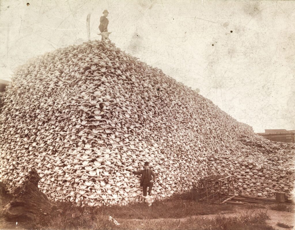 Nærudryddelsen af amerikansk bison gik chokerende hurtigt - i løbet af et halvt århundrede blev bestanden decimeret fra ca. 30 millioner til få hundrede. Her ses enorme mængder bisonkranier, der venter på at blive knust til gødning (Burton Historical Collection, Detroit Public Library, ca. 1892)