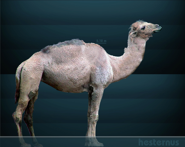 Nordamerikansk kamel (Camelus hesternus), uddød for ca. 10.000 år siden. I modsætning til rekonstruktionen her havde den formentlig to pukler (illustration: Sergiodlarosa; Wikimedia Commons)