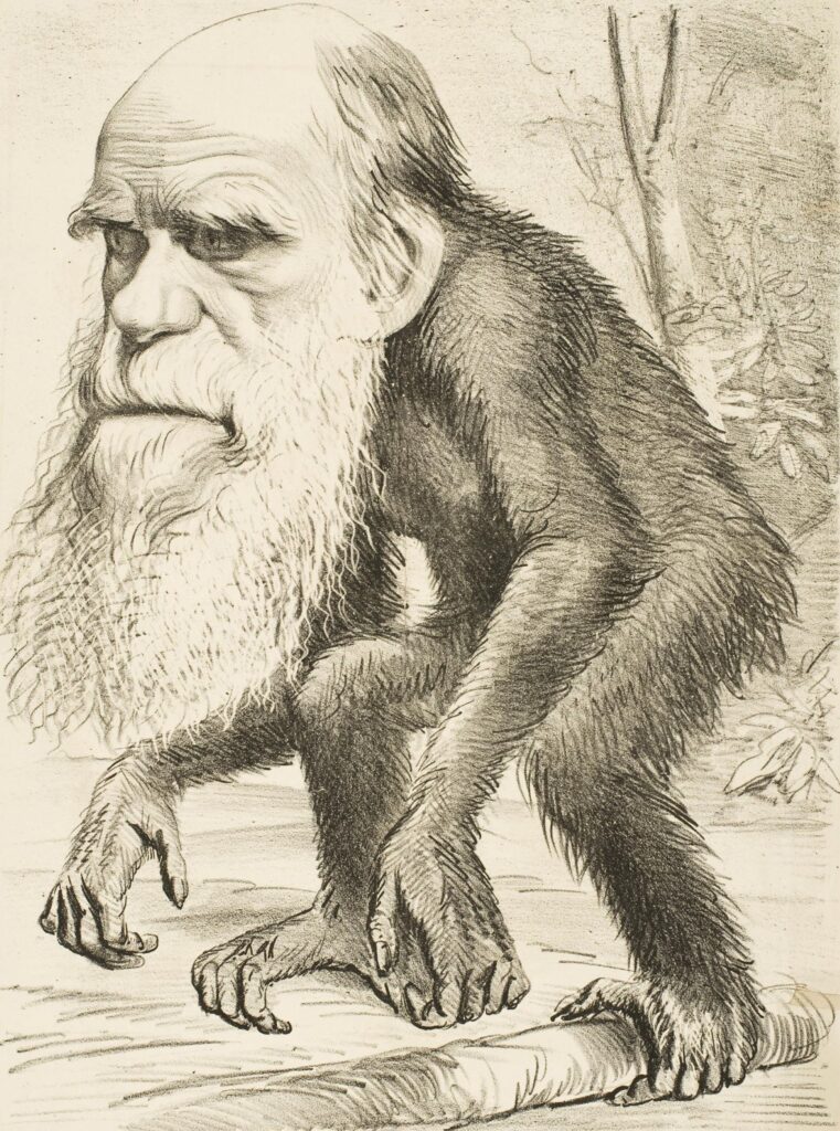 A caricature of Charles Darwin as an ape published in The Hornet, a satirical magazine (ukendt kunstner, 1872; Wikimedia Commons)