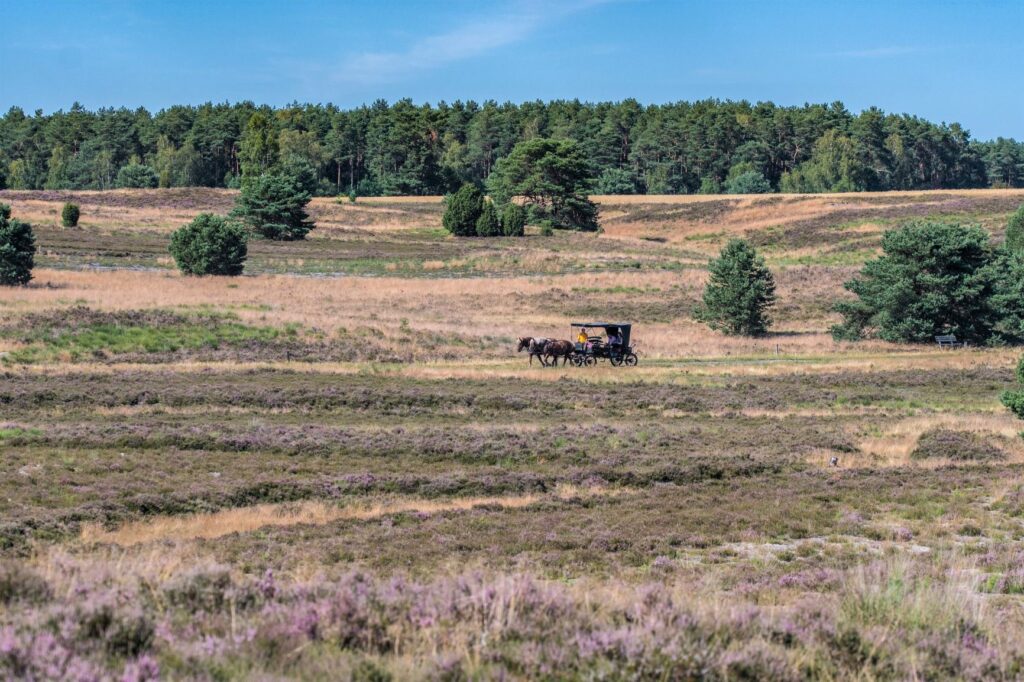 Et hjørne af Lüneburger Heide, fotograferet i 2019, hvor der arrangeres ture i hestevogne. Måske ikke helt à la H.C. Andersens rejse, men dette er også kun et hjørne af det vidtstrakte hede-område, der fandtes på eventyrdigterens tid (foto: Rune Engelbreth Larsen)