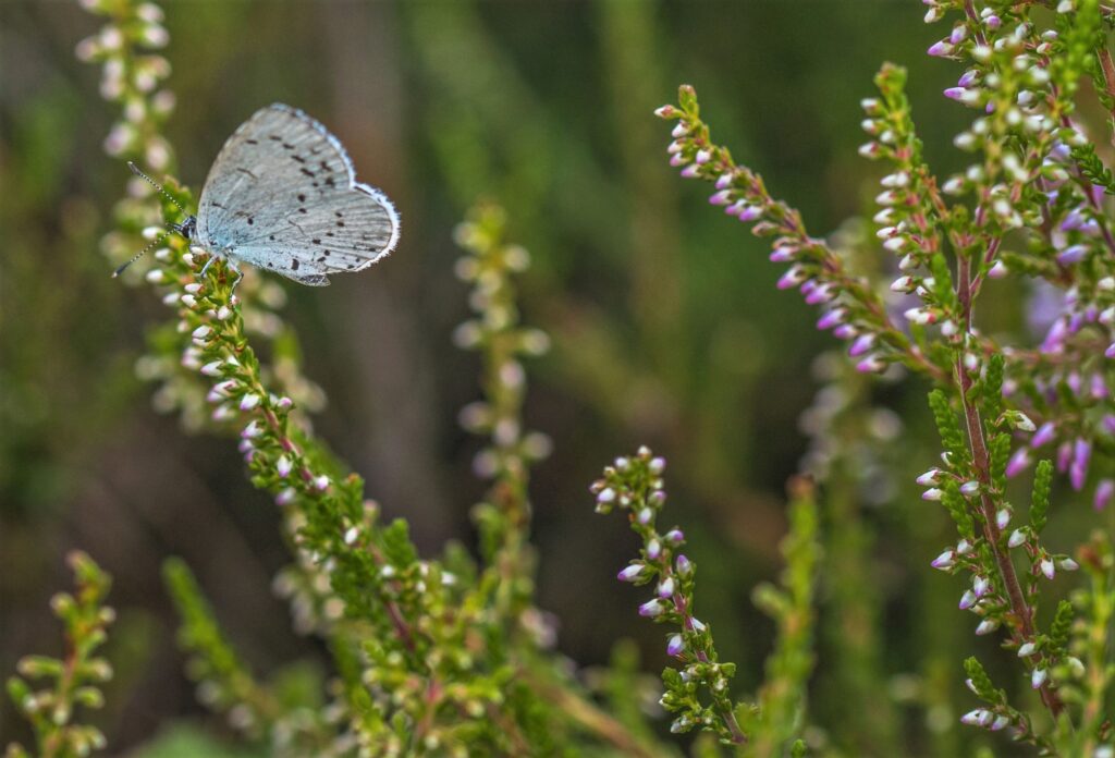 Skovblåfugl i lyngen på Lüneburger Heide (foto: Rune Engelbreth Larsen)