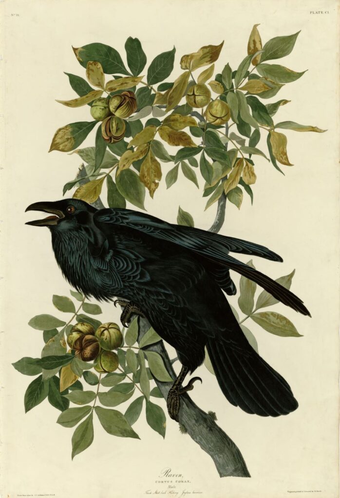 Klassisk ornitologisk illustration af ravn (Corvus corax) fra 'Birds of America' (John James Audubon, ca. 1827-1838)