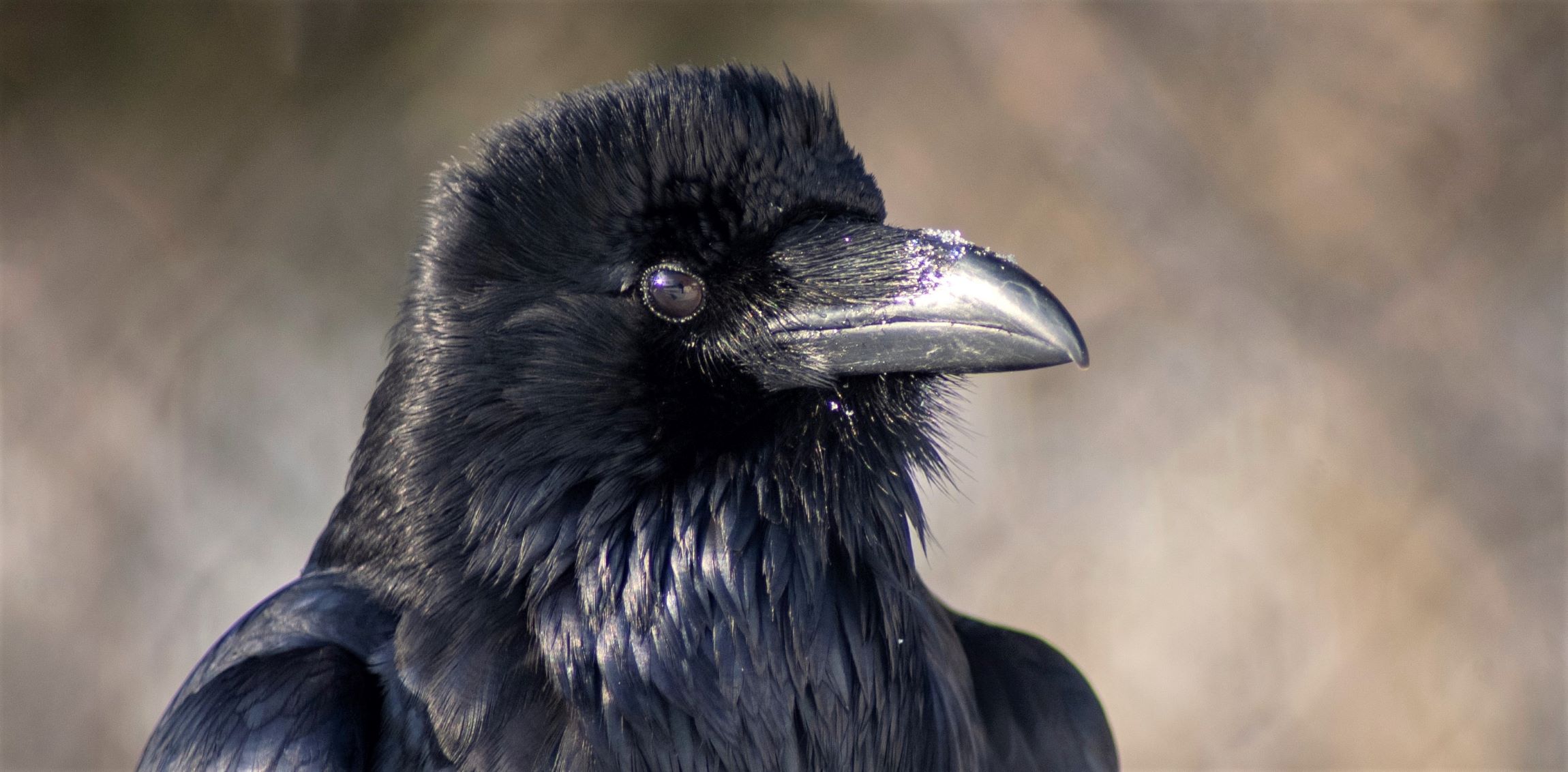 Ravn (Corvus corax). Foto: Yifei He (CC BY-SA 4.0)