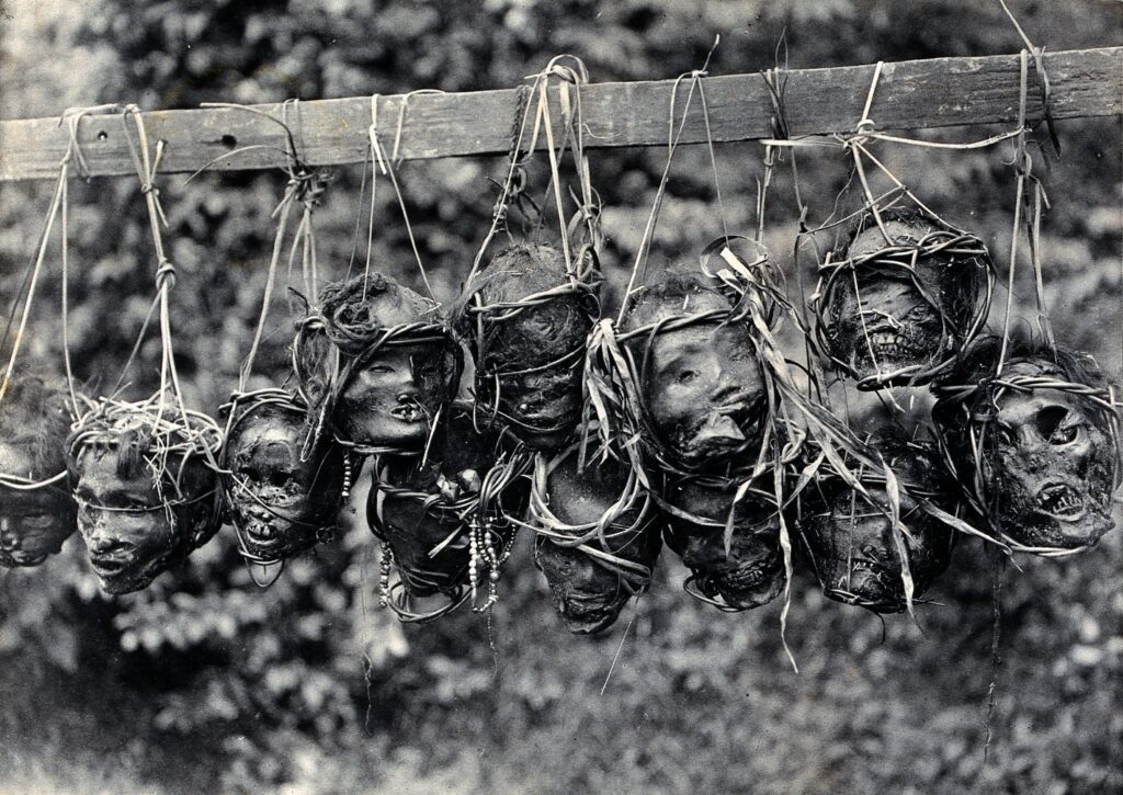 Afhuggede hoveder som trofæer for iban-folket. Hovederne stammer fra forskellige togter og har indtørret hud hist og her. Billedet er taget under The Royal Geographical Societys fotoekspedition til Sarawak i 1905 (Welcome Library, London).