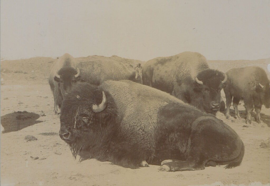 Nogle af de få canadiske bisoner, der overlevede 1800-tallet (British Library, 1902)