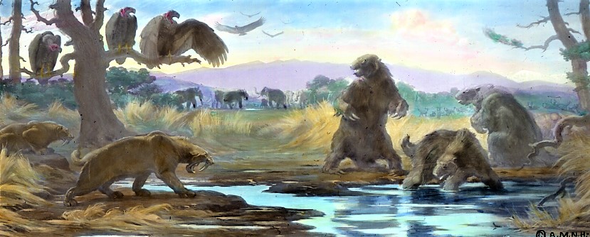 Nordamerika før Homo sapiens. Alle arter på billedet uddør efter menneskets ankomst: mammut (Mammuthus columbi med en vægt på op til 10 ton) udød for ca. 11.500 år siden, grib (formentlig Teratornis merriami med et vingefang på små 4 meter) uddød for ca. 10.000 år siden, smilodon (formentlig smilodon fatalis, der var på størrelse med en løve, men mere muskuløs med ca. 28 cm lange hjørnetænder) uddød for ca. 10.000 år siden, og kæmpedovendyr (Paramylodon med en vægt på ca. 1 ton og en højde på 3 meter) uddød for ca. 11.000 år siden (illustration: Charles R. Knight, 1921) (Charles R. Knight, 1921)