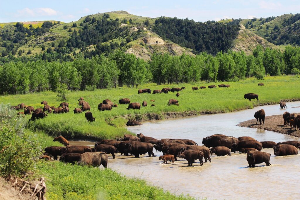 Amerikansk bison. Før 1870'erne kunne man møde flokke på ti- og hundredtusindvis af dyr