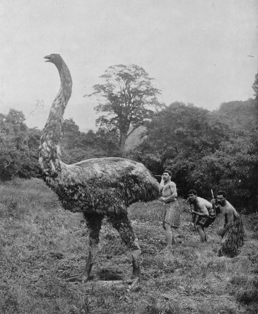 Augustus Hamiltons rekonstruerede jagt på moa, der er én af New Zealands ni endemiske fugle, som ikke kan flyve, og som alle er udryddet (rekonstruktion, ca. 1906-07)